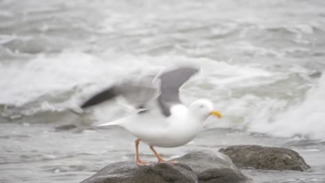 Seagull-Standing-on-Rocky-Shoreline