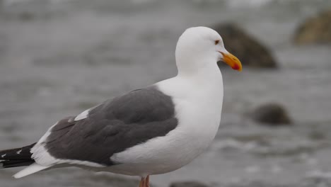 Close-Up-of-Seagull-on-Shoreline