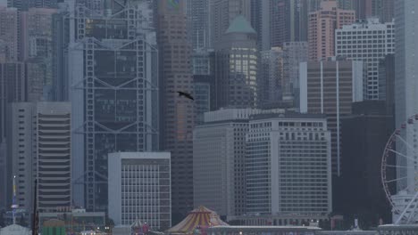 Eagle-Flying-in-Hong-Kong