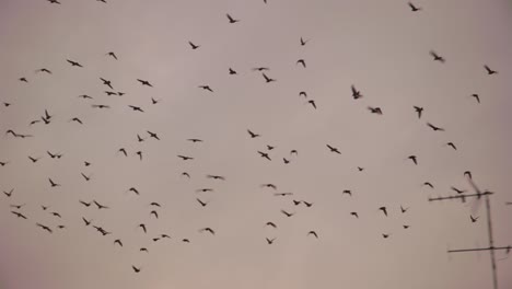 Flock-of-Starlings-at-Dusk