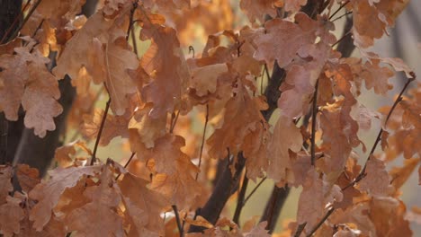 Orange-Oak-Leaves-on-a-Branch