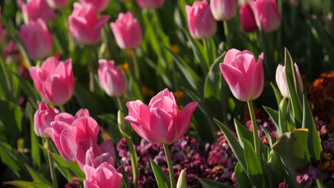 Pink-Tulips-in-the-Sunshine