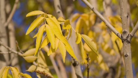 Yellow-Tree-Leaves-in-the-Breeze