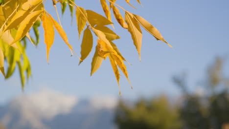 Yellow-Leaves-Against-Blue-Sky