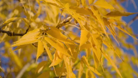 Close-Up-of-Yellow-Tree-Leaves
