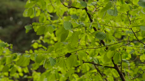 Leafy-Branches-Moving-Gently
