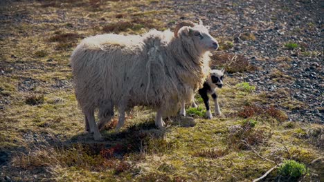Icelandic-Sheep-and-Lamb