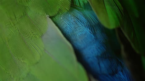 Tropical-Bird-Feathers-Close-Up-4K