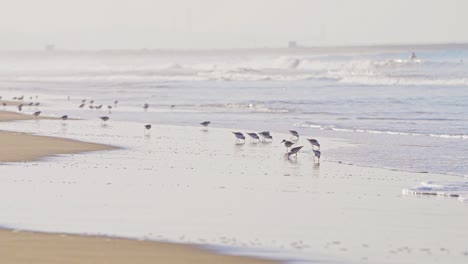 Sanderling-Vögel-Füttern-An-Einem-Strand