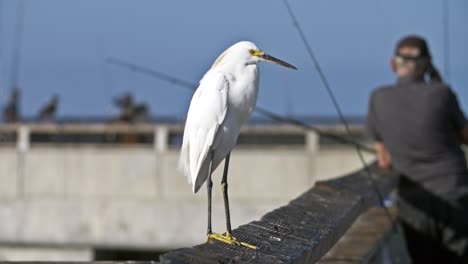 Snowy-Egret-on-Fishing-Pier