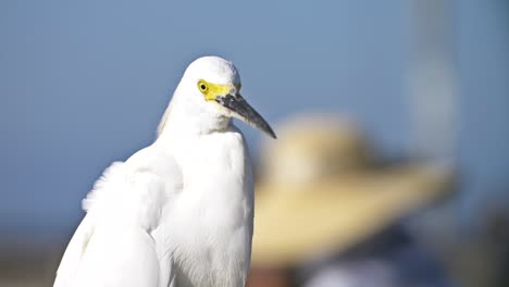 Snowy-Egret-Close-Up