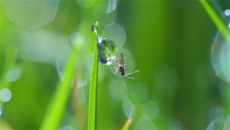 Small-Fly-on-Water-Droplet