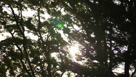 Luz-del-sol-a-través-de-árboles-azotados-por-el-viento-01