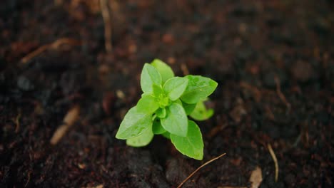 Young-Seedling-in-Soil
