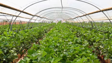 Crops-in-Irrigation-Tent