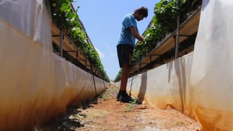 Man-Tending-to-Strawberry-Crops
