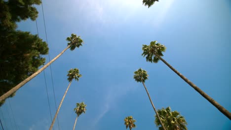 Hollywood-Palm-Trees