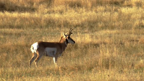 Pronghorn-Antelopes-Rutting