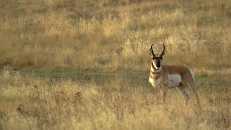 Pronghorn-Antelope-in-American-Shrubland