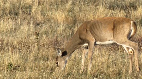 Female-White-Tailed-Deer-Grazing