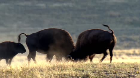 American-Bison-Pawing-the-Dirt
