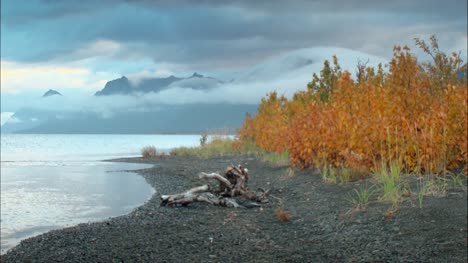 Autumnal-Leaves-on-Alaskan-Beach