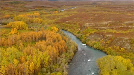 Aerial-Shot-of-Alaskan-Woodland