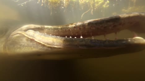 Alligator-Gar-Flossen-Schuppen-Und-Kopf