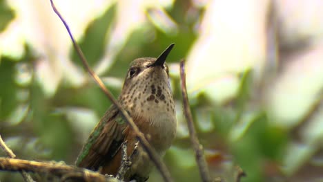 Female-Rufous-Hummingbird