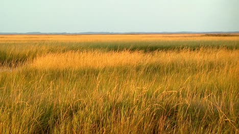 American-Grasslands