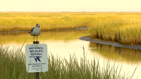 Bird-on-Wildlife-Reserve-Sign