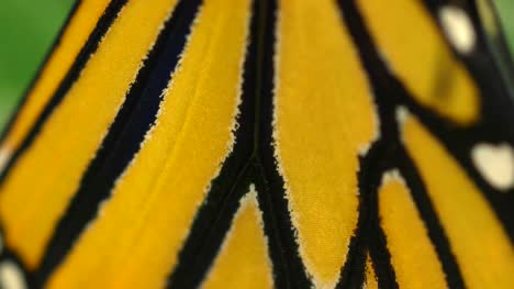 Monarch-Butterfly-Wings