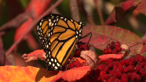 Mariposa-monarca-en-la-hoja