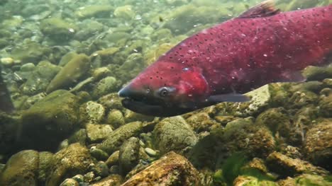 Red-Chinook-Salmon