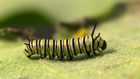 Caterpillar-On-A-Leaf