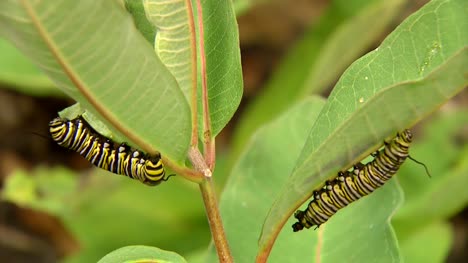 Two-Caterpillars-On-Leaves
