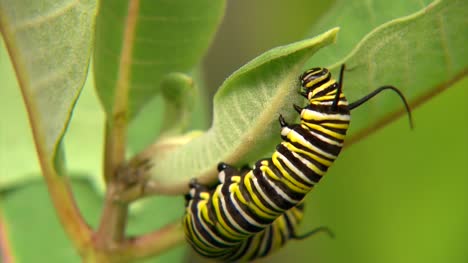 Close-Up-Of-Caterpillar