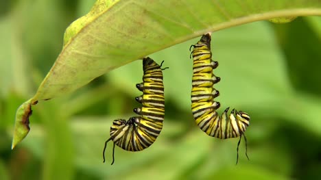 Caterpillars-Hanging