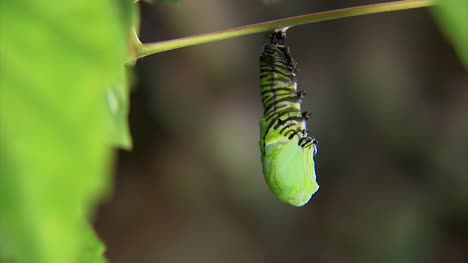 Caterpillar-Change-To-Chrysalis