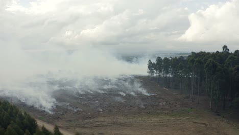 Controlled-Fire-At-A-Forest