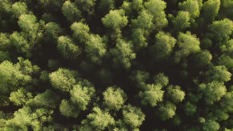 Pine-Tree-Forest-Aerial