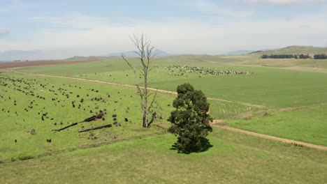 South-Africa-Farmland