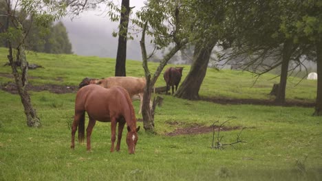 Horses-Grazing-In-Field