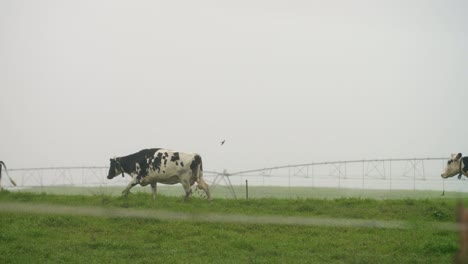 Kühe-Galoppieren