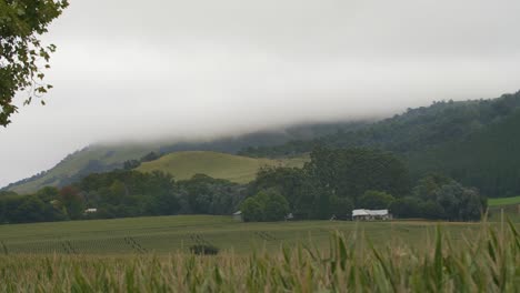 Niebla-rodando-por-una-colina