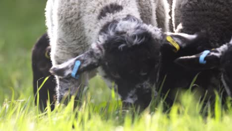 Lambs-Grazing-Close-Up-01