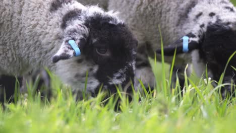 Lambs-Grazing-Close-Up-02