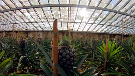 Walking-Through-Pineapple-Plants-in-Greenhouse