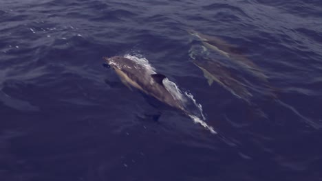 Delfine-Schwimmen-Auf-Den-Azoren