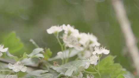 Blurry-Shot-Of-White-Flowers.-